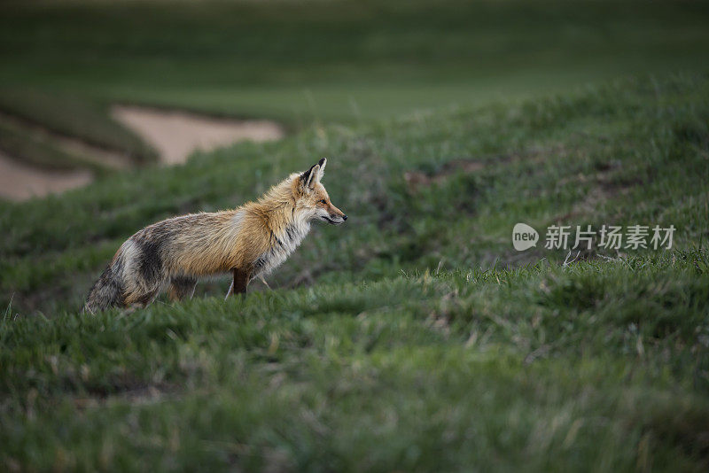 红狐专注于可能的一餐