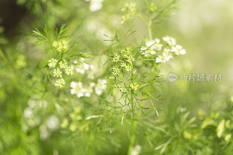 香菜植物开花