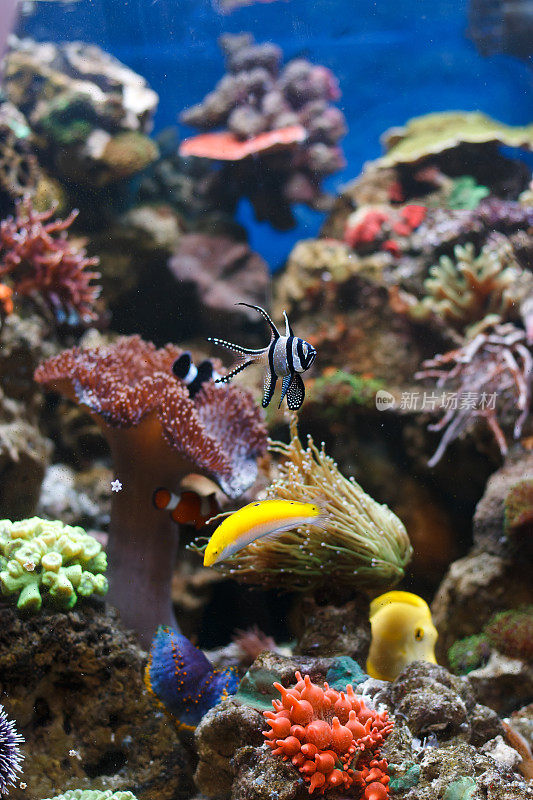 在水族馆里游泳的海洋鱼类