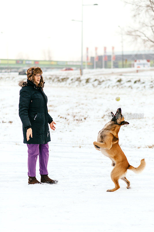 一个成熟的女人和她的比利时牧羊犬在雪中玩耍