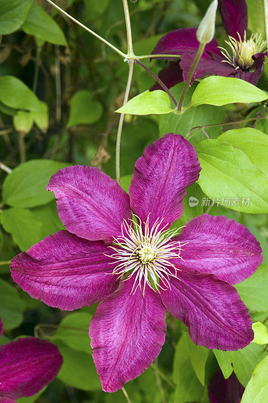 淡紫色clematis