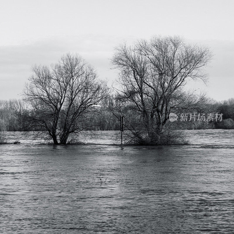 洪水泛滥的莱茵河上的树木
