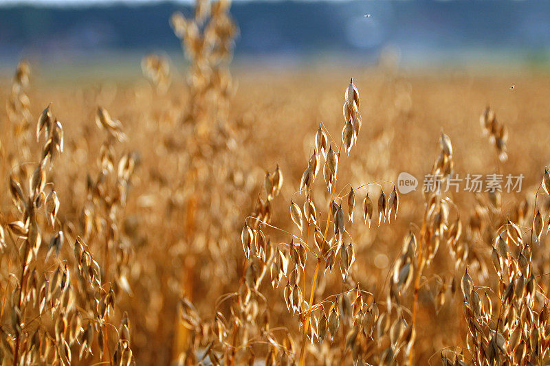 Oat领域