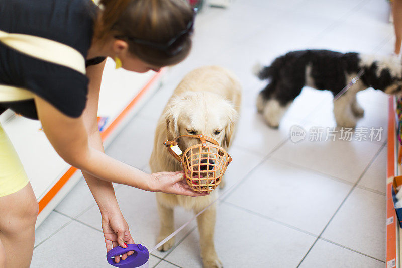 可爱的金毛猎犬与口吻在宠物商店