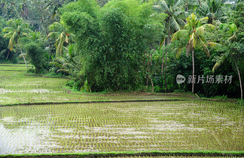 梯田Ricefield