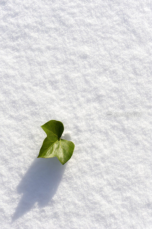 树叶在雪地里。