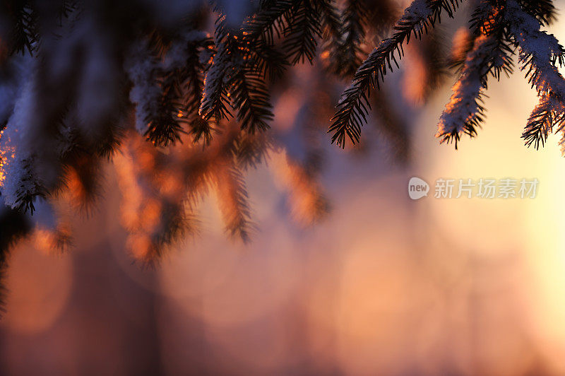 云杉的树枝上覆盖着雪