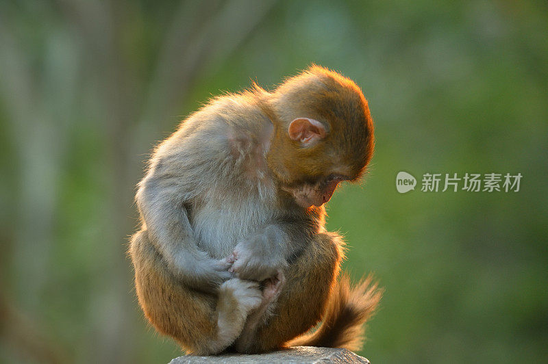 阳光照在小猴子身上