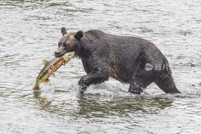灰熊带着她的猎物到鱼溪岸边