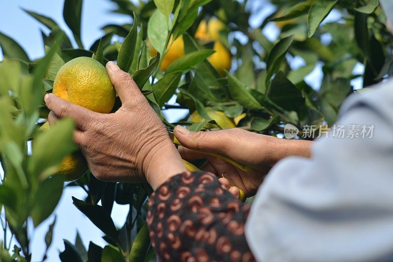 橘子树田男农民收获采摘的果实