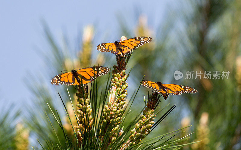 黑脉金斑蝶栖息在蒙特雷柏树上