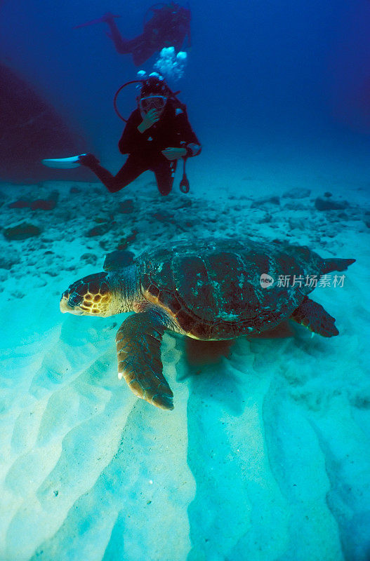 大海里的玳瑁海龟和潜水员