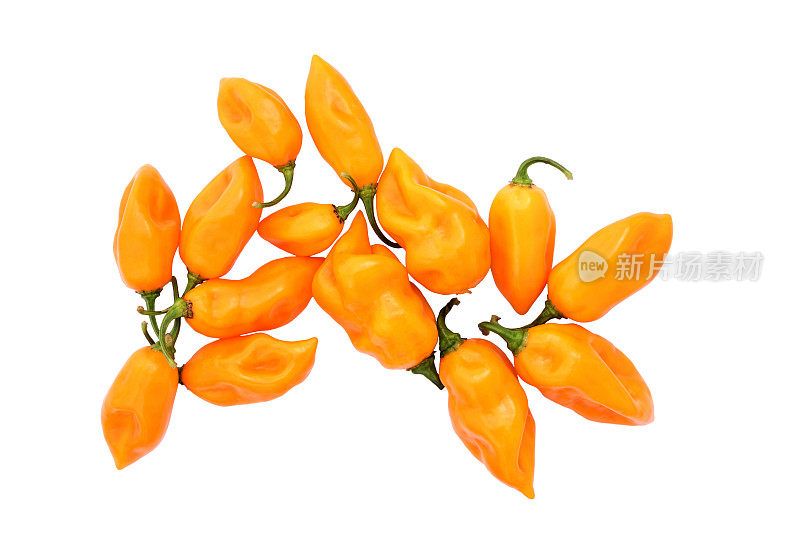 黄辣椒-鬼椒橙
