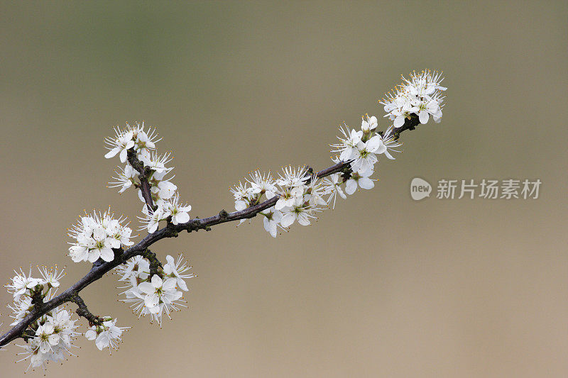 5月开花4月刺李木