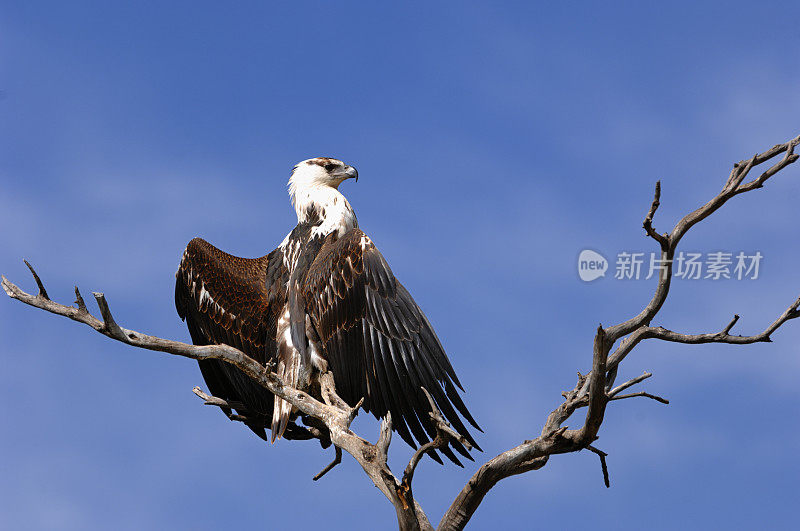 野生非洲鱼鹰栖息