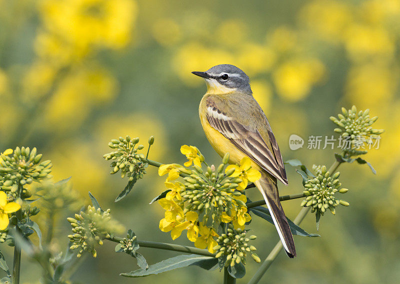 西部黄Wagtail(莫塔西拉黄)