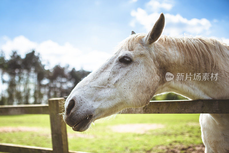 篱笆上的白马