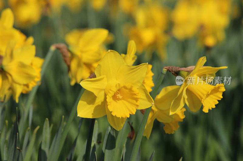 阳光花园中的黄色水仙花(水仙)的图像