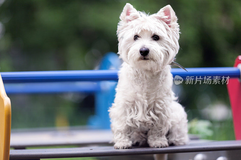 西部高地白色小猎犬