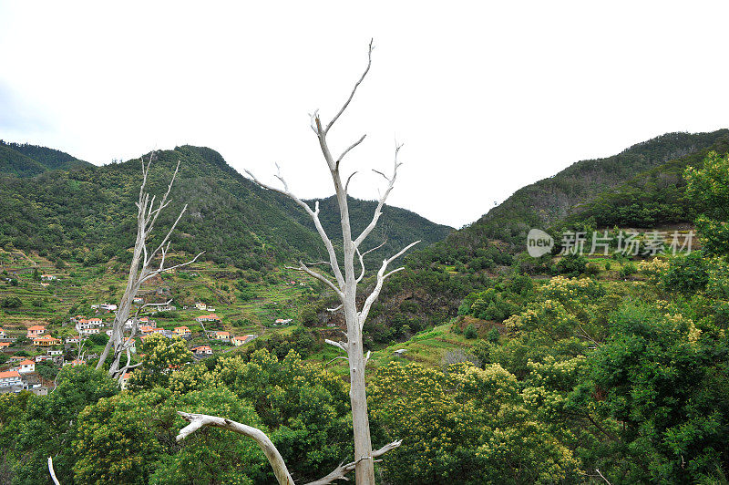 马契科在马德拉岛