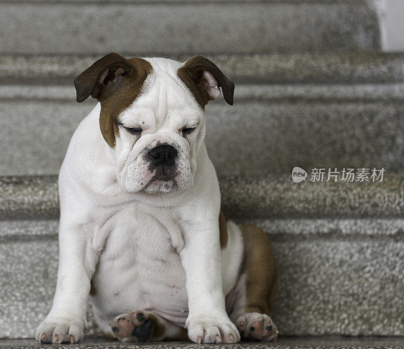 生气的牛头犬坐在台阶上向下看