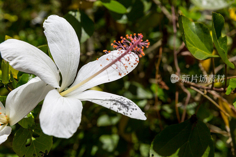 白色芙蓉花背景