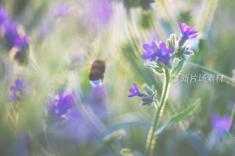 会飞的大黄蜂和夏日的花朵