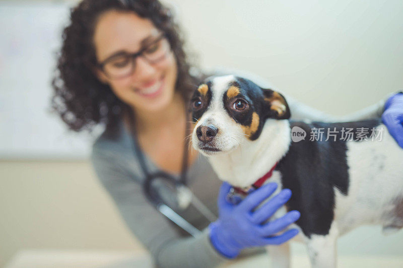 一位女兽医在检查时抱着一只狗