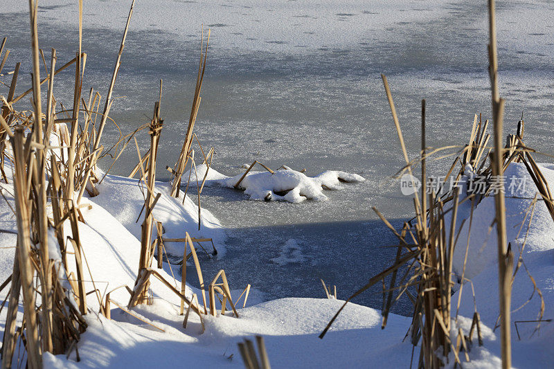 加拿大不列颠哥伦比亚省的冰湖，冬天的雪和蒲草