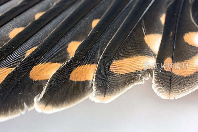 红隼的特写，麻雀鹰，翅膀上的羽毛-雄性