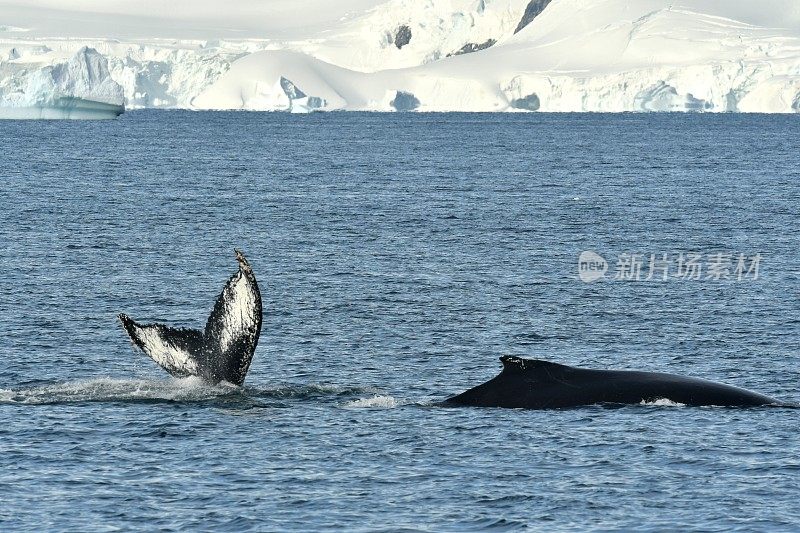 座头鲸和冰川