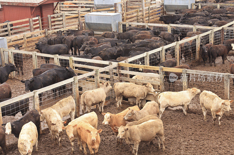 家畜圈养在俄克拉荷马城牲畜围场