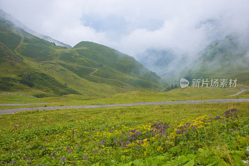 欧洲阿尔卑斯山的山区牧场