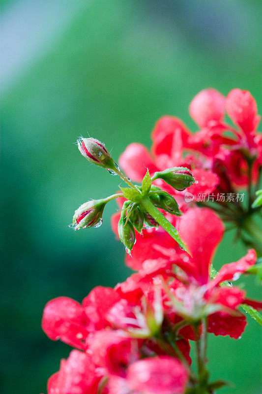 红色的花和水滴