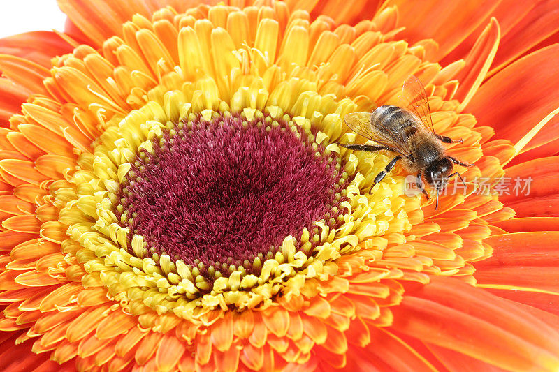 蜜蜂和非洲菊10