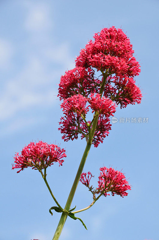 缬草花