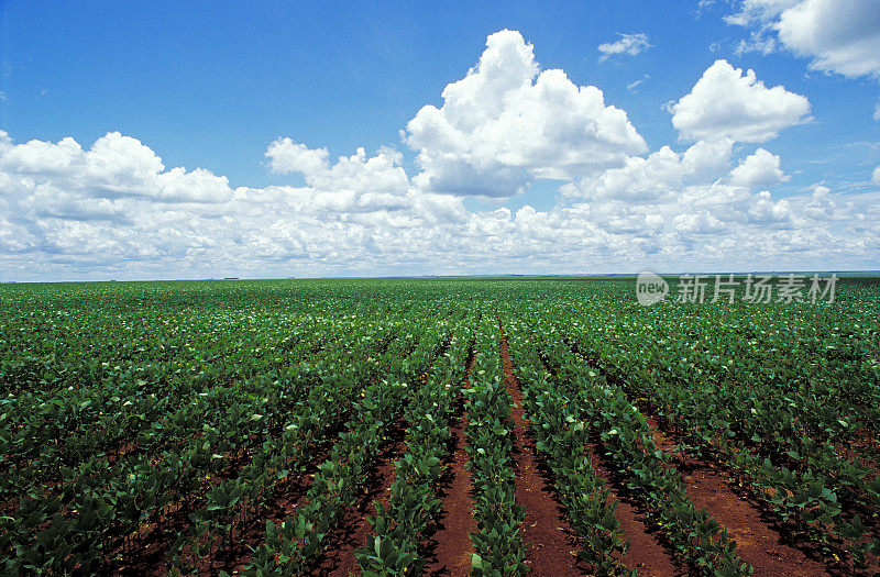 巴西马托格罗索州塞拉多地区的大豆种植园