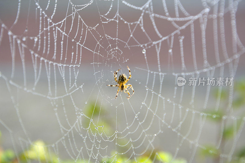 蜘蛛在结着露水的网里