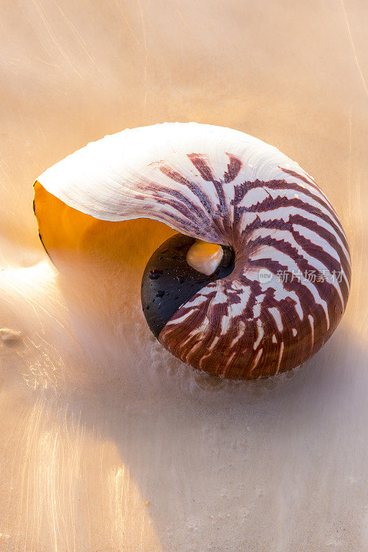 在海滩水海岸线上的鹦鹉螺壳