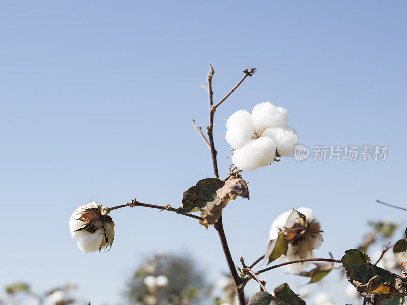 棉花种植在晴朗的蓝天上