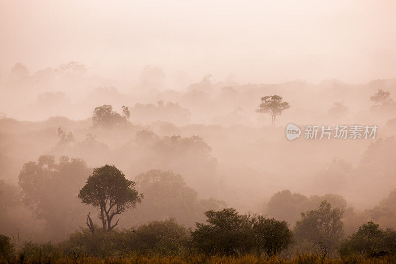 肯尼亚马赛马拉美丽的薄雾清晨