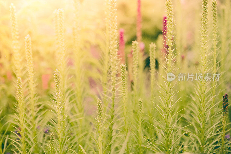 高大的尖刺植物和花在夏季花园和阳光