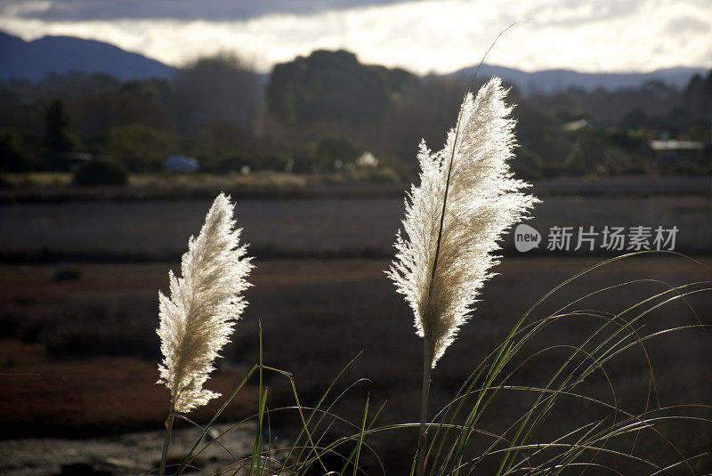 “Toitoi”或“脚趾”草，马普亚河口，新西兰