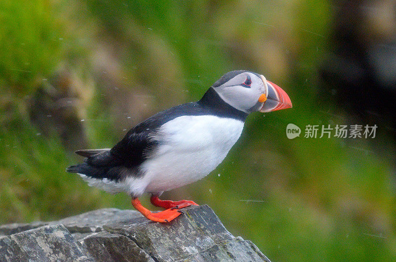 悬崖上的海鹦(北极海鹦)