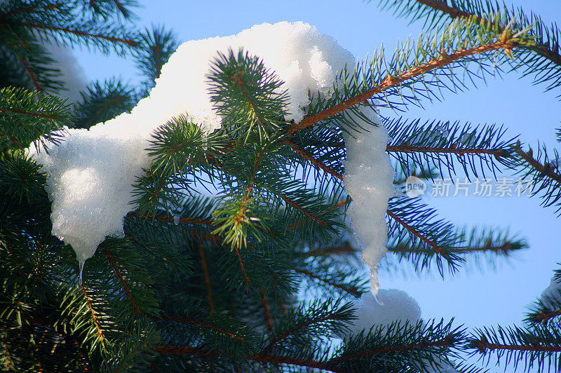 云杉在雪