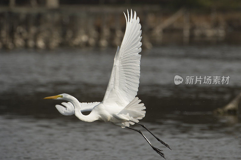 在沿海湖上空飞行的大白鹭