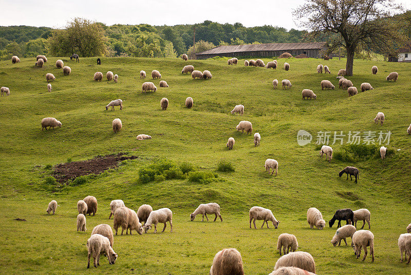 Sheeps