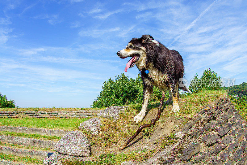 边境牧羊犬站在长满草的岬角上