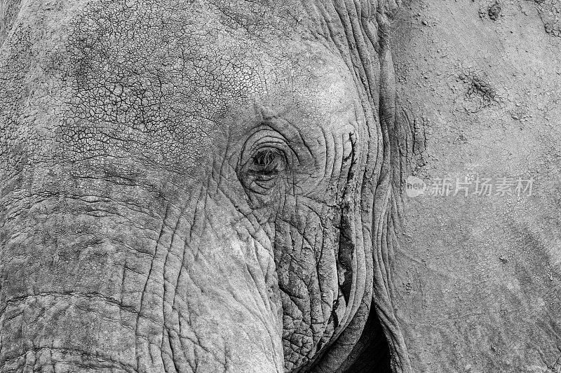 非洲象在非洲的黑白特写，坦桑尼亚
