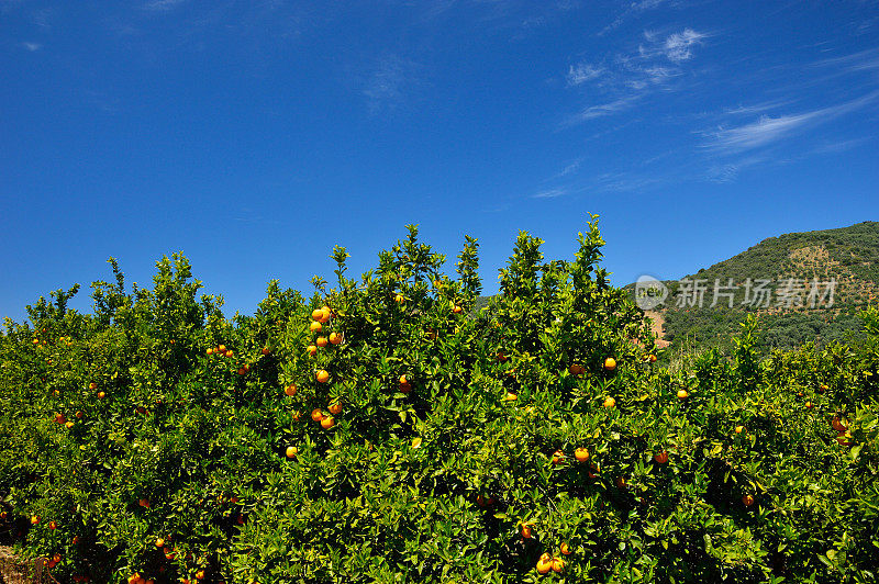 橙子树，克里特岛，希腊